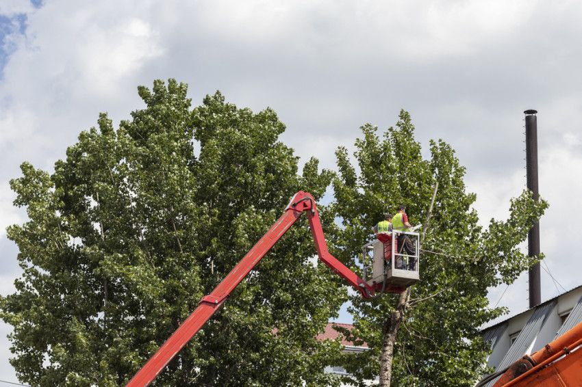 Veilig bomen snoeien? Dit zijn goede tips!