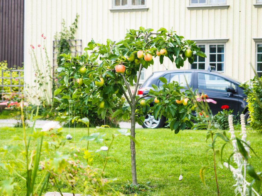 Jouw tuin verduurzamen? Zo pak je het aan